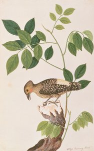 Buffelstuiterspecht, uit Tekeningen van Vogels uit Malakka, ca. 1805-18